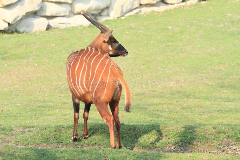 Antelope stock photo. Image of stand, animal, white, stripe - 39444536