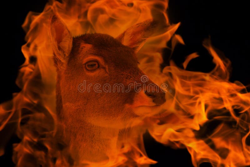 Antelope in the fire double exposure royalty free stock images Antelope in the fire double exposure royalty free stock images
