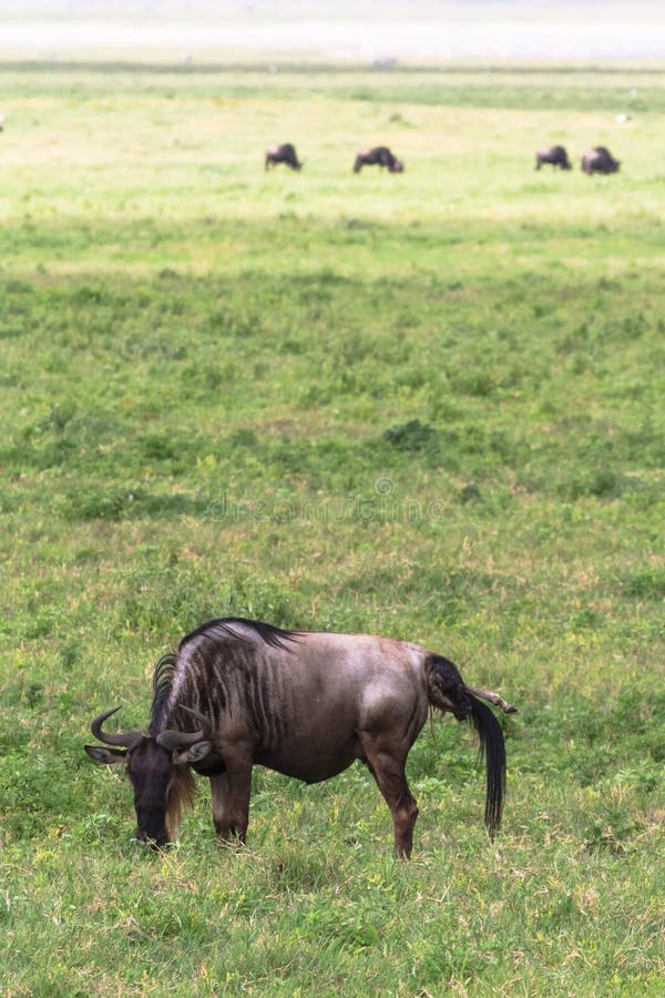 Animals Gives Birth Stock Photos - Free & Royalty-Free Stock Photos from Dreamstime Animals Gives Birth Stock Photos - Free & Royalty-Free Stock Photos from Dreamstime
