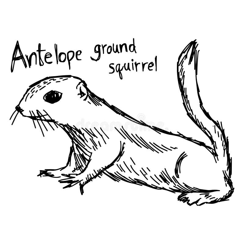 Antelope Ground Squirrel Vector Illustration Sketch Hand Drawn Stock