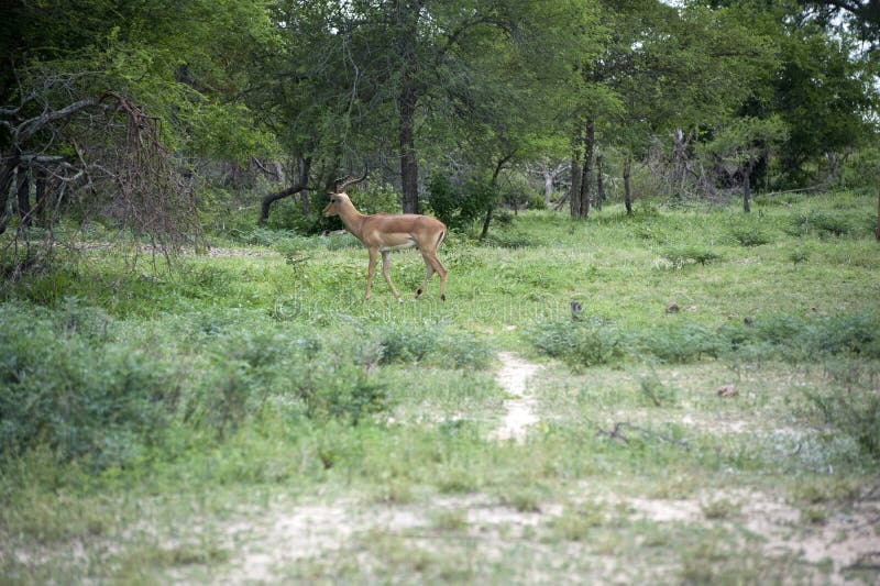 Antelope on the guard at kruger