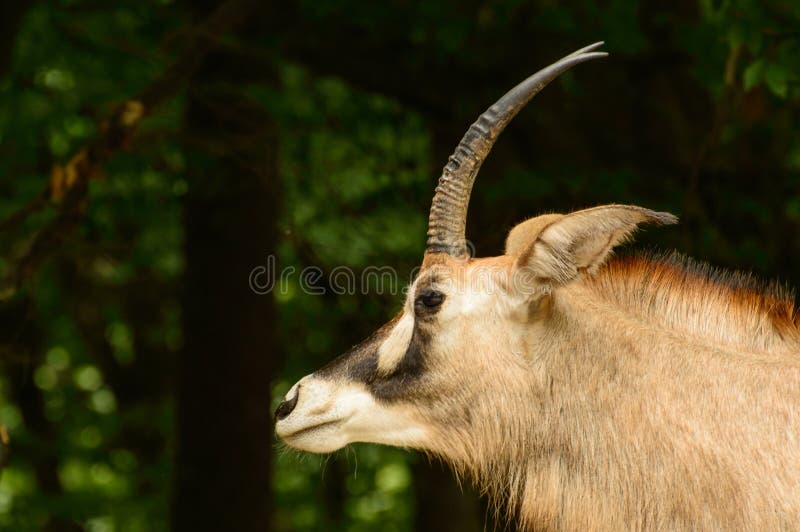 Antelope Horse, Head with Horns on a Background of Trees Stock Photo -  Image of mane, ears: 171018100