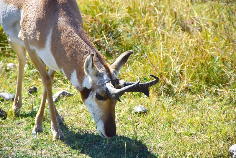 Antelope grazing on grass stock image. Image of grazing - 130688243