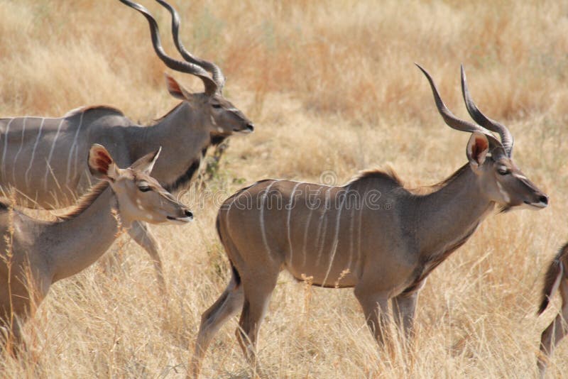 Antelope at Ruaha national park ,Tanzania east Africa.
