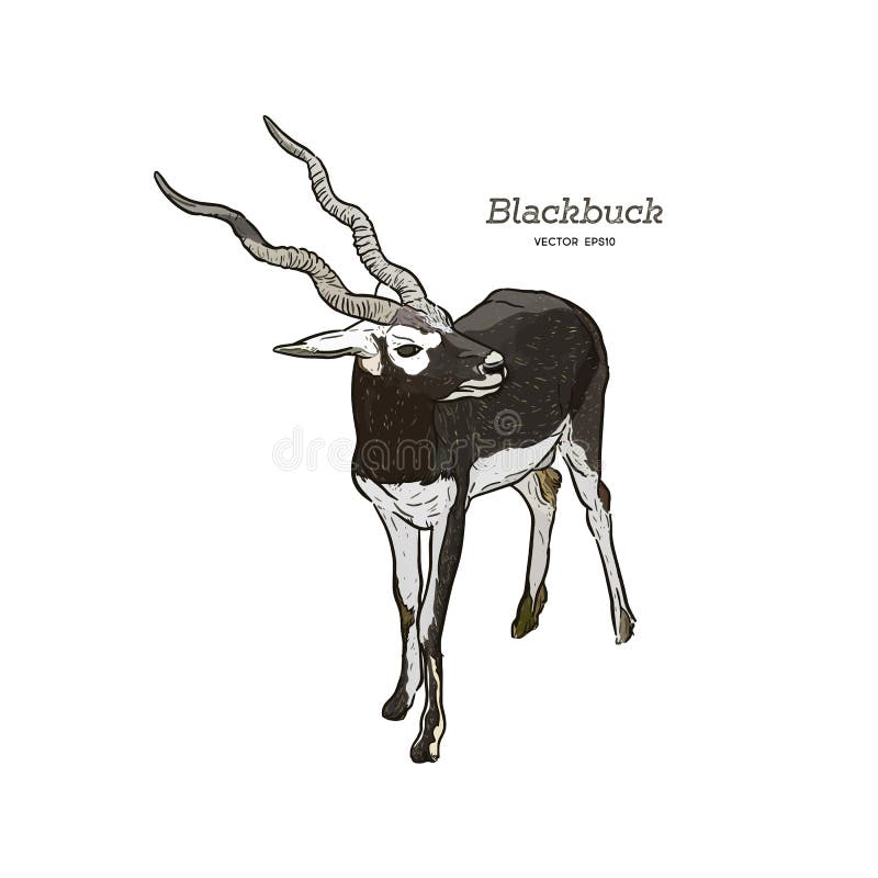Roe Deer Buck drawing
