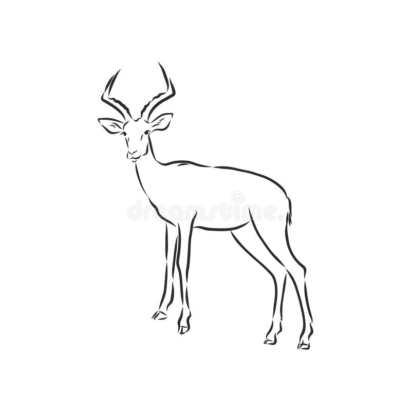 Antelope Sketch Vector Graphics Black and White Drawing Stock