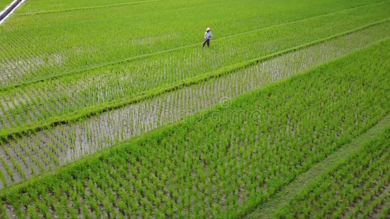 Antena krajobraz męski rolnik na ryżowych polach