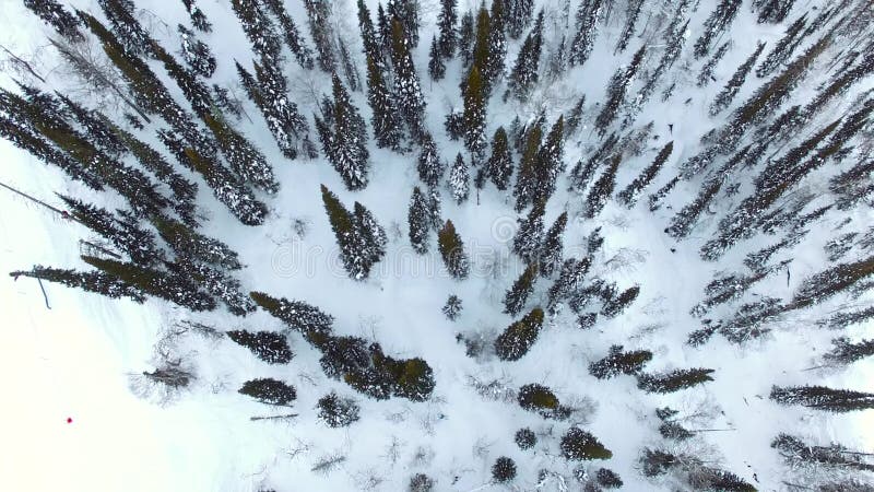 Antena: árvores do inverno, panorama vertical