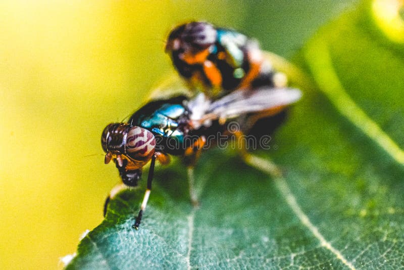 Antenna, Biology, Blur Picture. Image 109905765