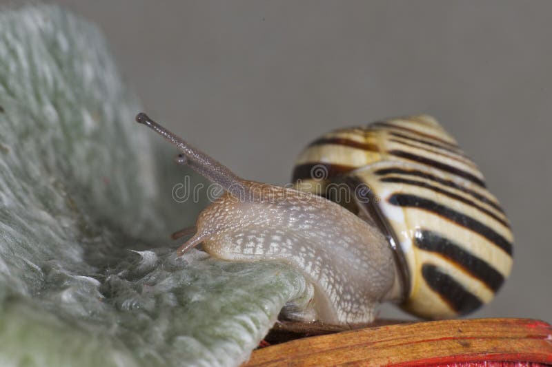 Antenna Snail Close Up Portrait Stock Photo Image of animal