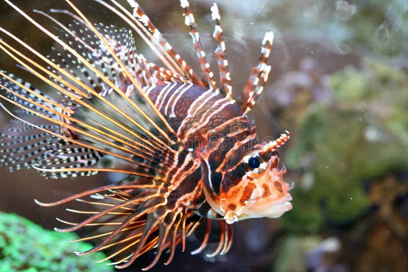 Antennenfeuerfische (Pterois antennata) lizenzfreie stockbilder Antennenfeuerfische (Pterois antennata) lizenzfreie stockbilder