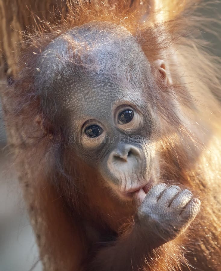 Antepedium W górę widoku młody Orangutan zdjęcia stock Antepedium W górę widoku młody Orangutan zdjęcia stock