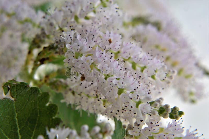 Antere dei fiori di commiphora myrha fotografia stock libera da diritti