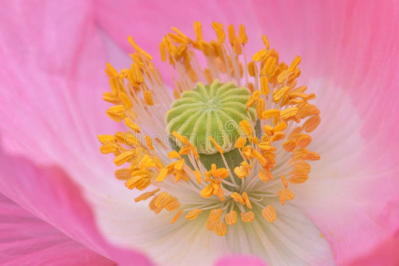 Antere gialle sulle Fiandre rosa Poppy Flower 02 immagine stock libera da diritti Antere gialle sulle Fiandre rosa Poppy Flower 02 immagine stock libera da diritti