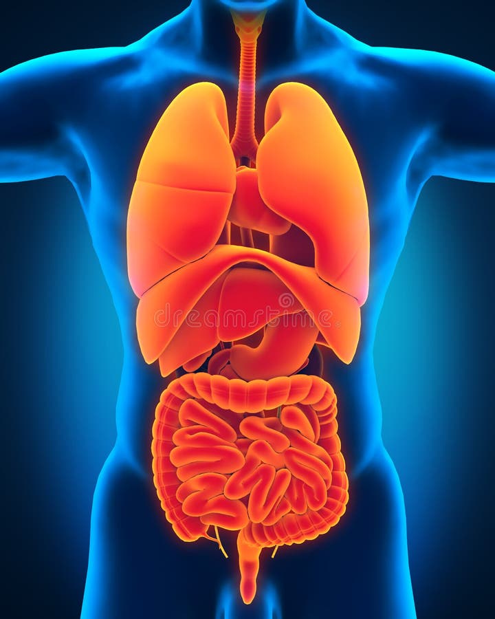 Anterior View of Human Body Stock Illustration Biology Diagrams