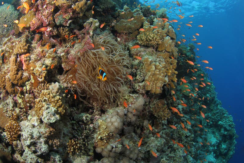 Anthias een Clownfish op een tropisch koraalrif royalty-vrije stock foto Anthias een Clownfish op een tropisch koraalrif royalty-vrije stock foto