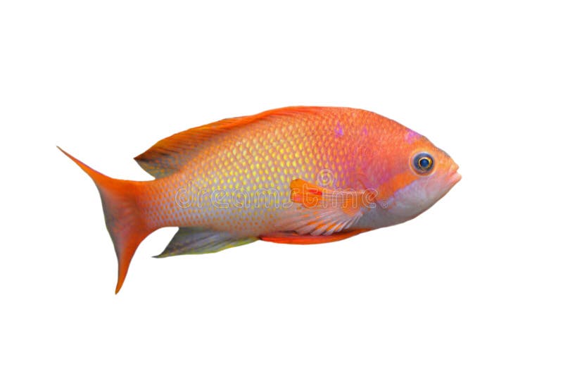 Dwarf Neon Rainbow fish stock photo. Image of fish, orange - 23368168