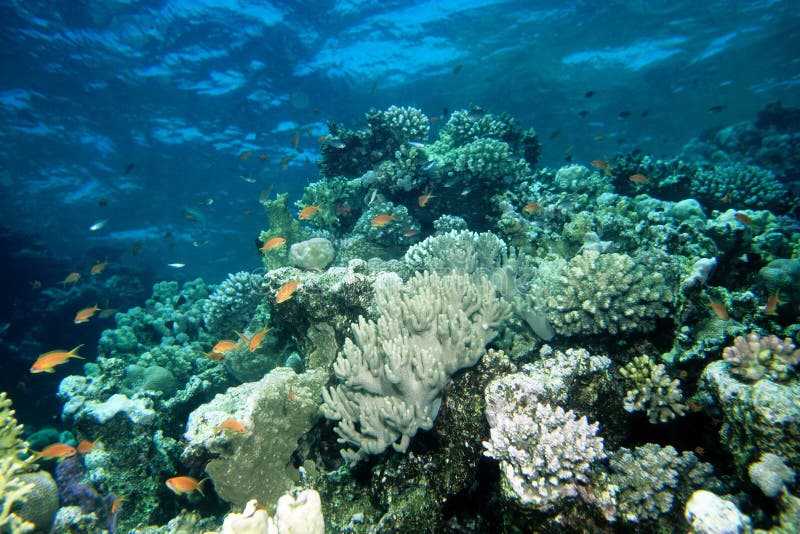 Anthias fish Red Sea stock photo. Image of diver, acropora - 46537556