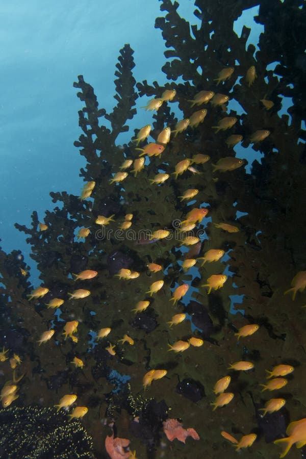 Anthias fiskar i svarta Coral Forest, den Balicasag ön, Bohol, Filippinerna royaltyfri bild Anthias fiskar i svarta Coral Forest, den Balicasag ön, Bohol, Filippinerna royaltyfri bild