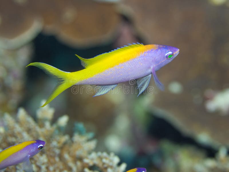 anthiassvanyellow arkivfoto anthiassvanyellow arkivfoto