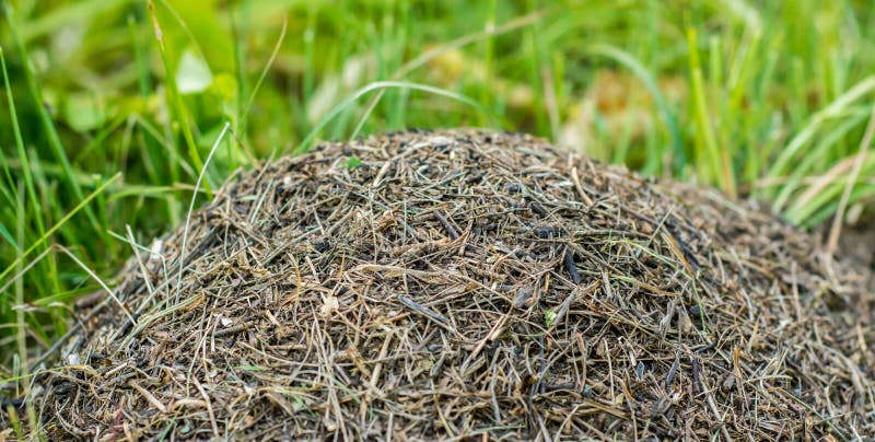 grounded black ant hill grounded black ant hill