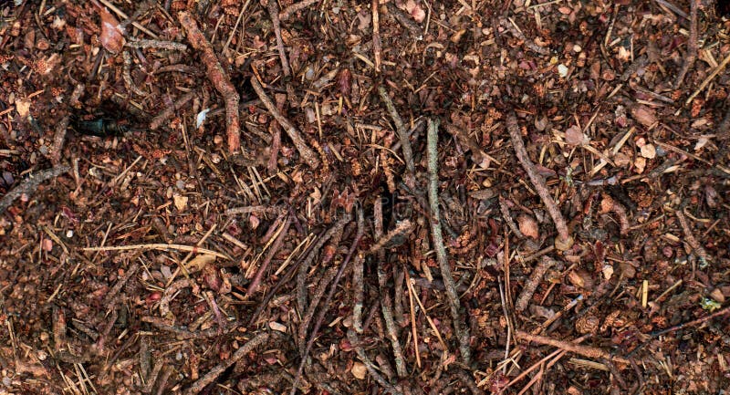 anthill Il lavoro delle formiche della foresta Coesione nel lavoro fotografia stock anthill Il lavoro delle formiche della foresta Coesione nel lavoro fotografia stock