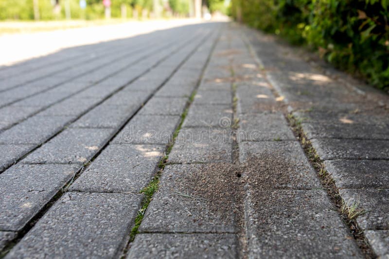 An anthill on pavement, life in urbanized environment, the road in perspective. Perspective ant stock images, royalty-free photos and pictures