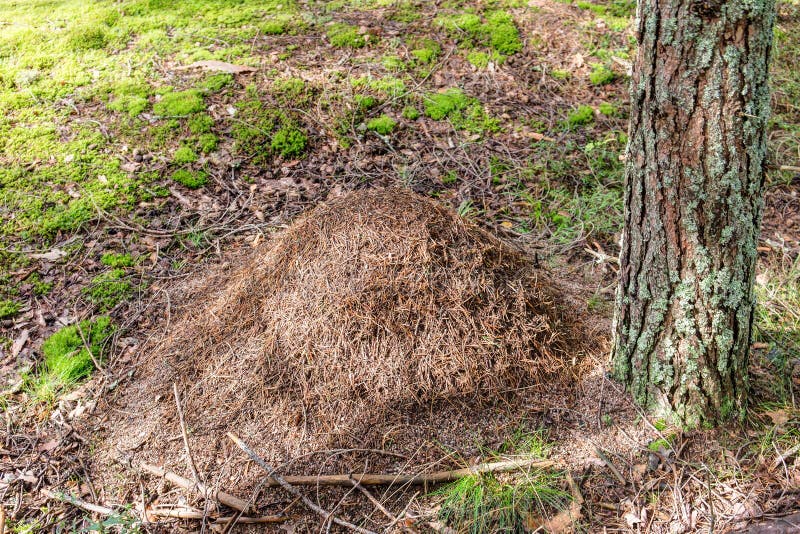 Ant Hill in Coniferous Wood Stock Image Image of evergreen, sunlight
