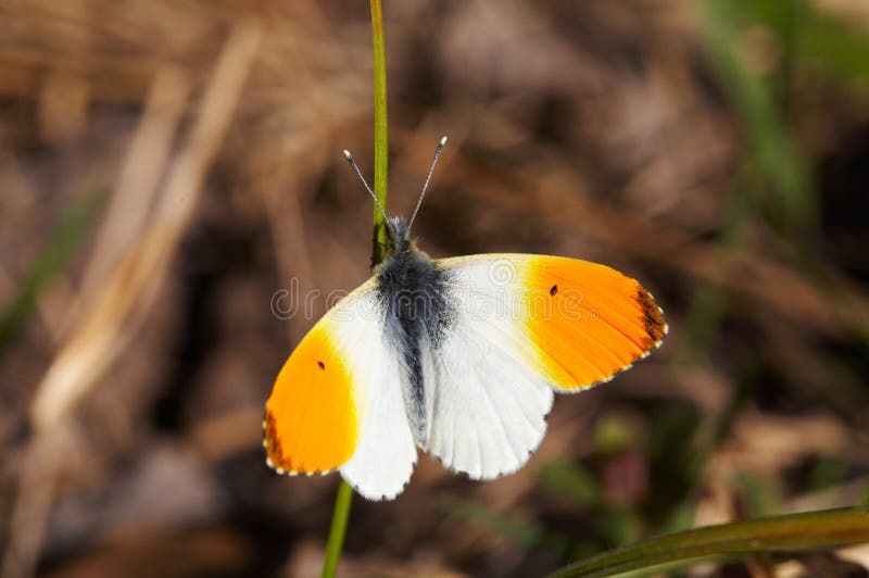 Anthocharis cardamines stock photos Anthocharis cardamines stock photos