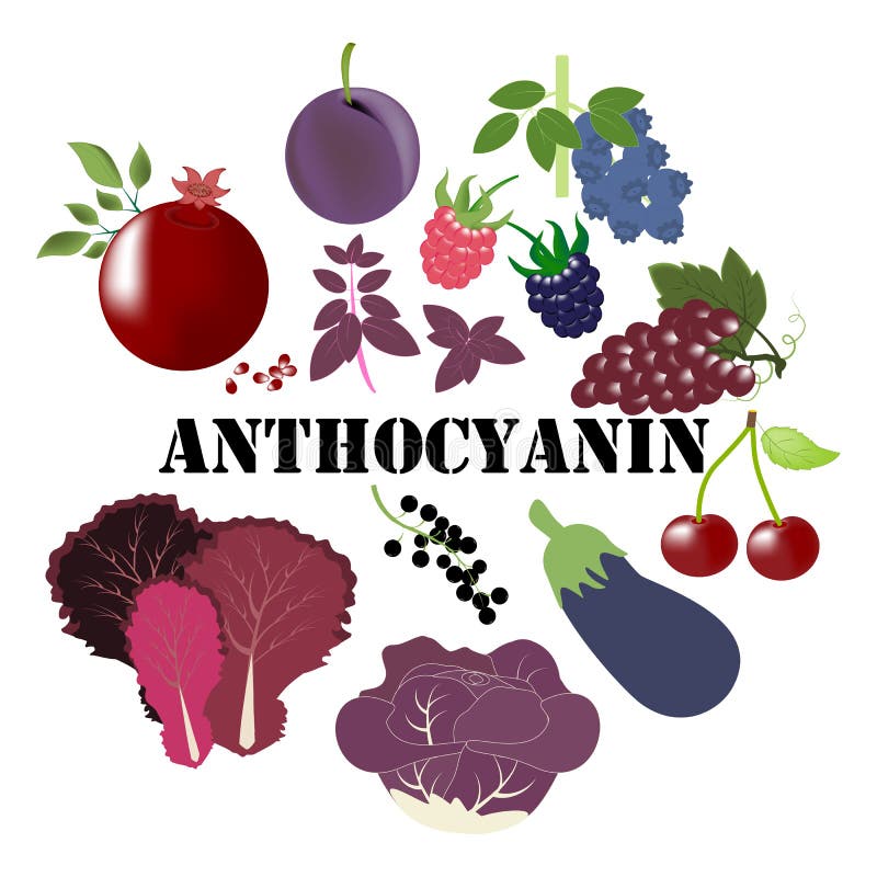 Anthocyanin Stock Illustrations 157 Anthocyanin Stock Illustrations