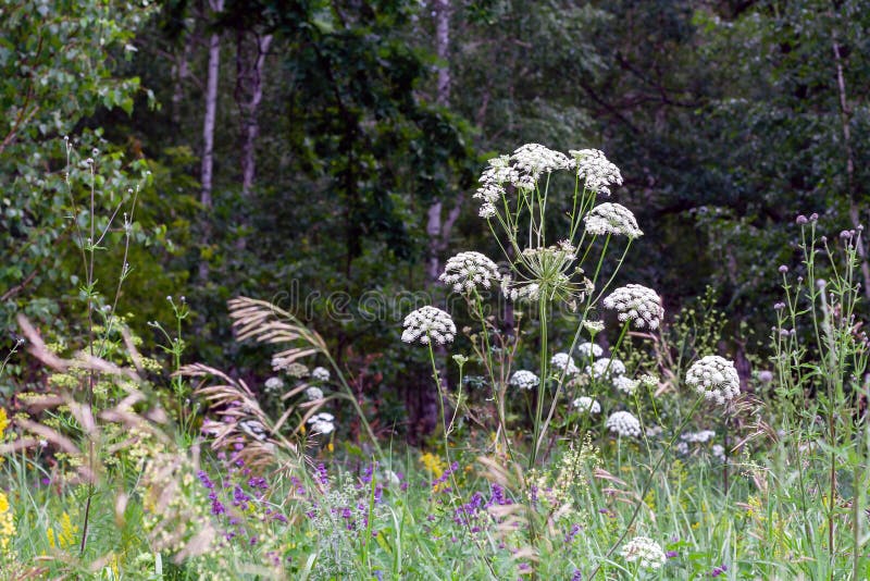 Cow parsley , Anthriscus sylvestris royalty free stock images Cow parsley , Anthriscus sylvestris royalty free stock images