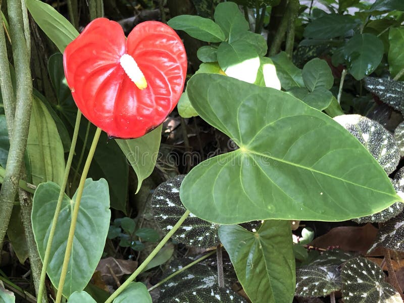 Anthurium andraeanum, Flamingo Lily, Flamingo Flower, Anthurium or Tailflower, Botanical Garden Zurich or Botanischer Garten Zueri stock images Anthurium andraeanum, Flamingo Lily, Flamingo Flower, Anthurium or Tailflower, Botanical Garden Zurich or Botanischer Garten Zueri stock images