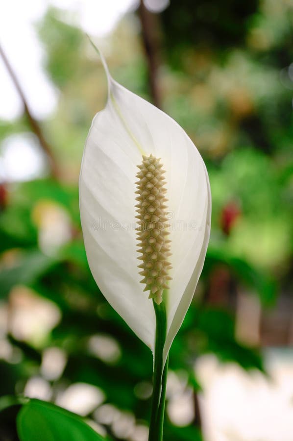 Anthurium Flower with White in the Garden Stock Photo Image of flora