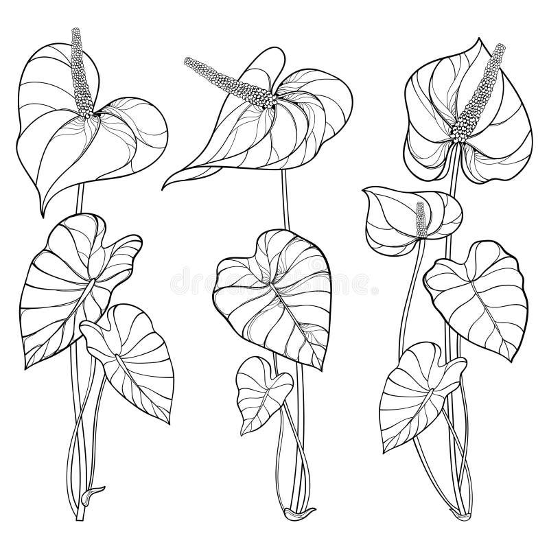 Vector set of outline tropical plant Anthurium or Anturium flower bunch with leaves in black isolated on white background.