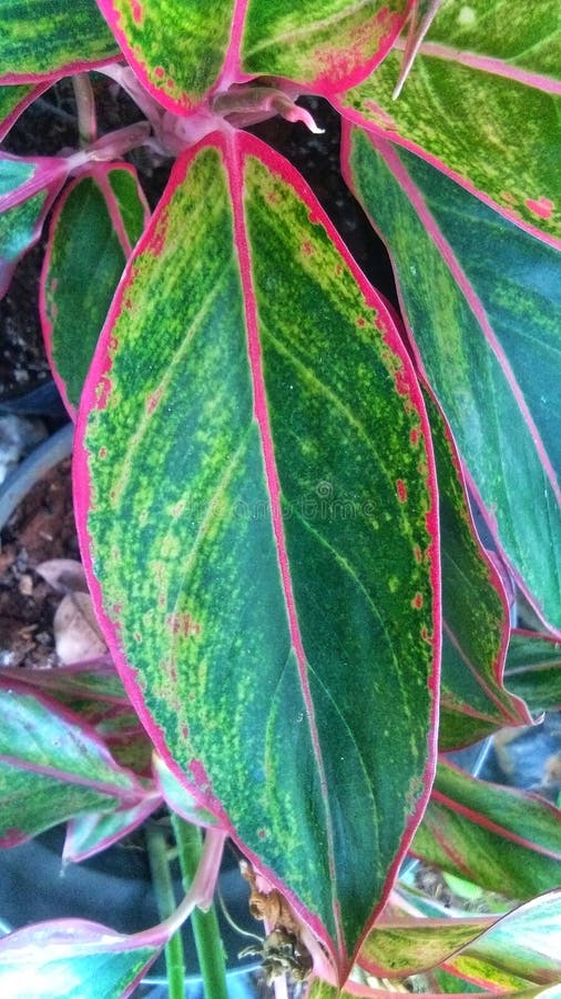 Anthurium lipstick leaves stock image. Image of insect 228026831
