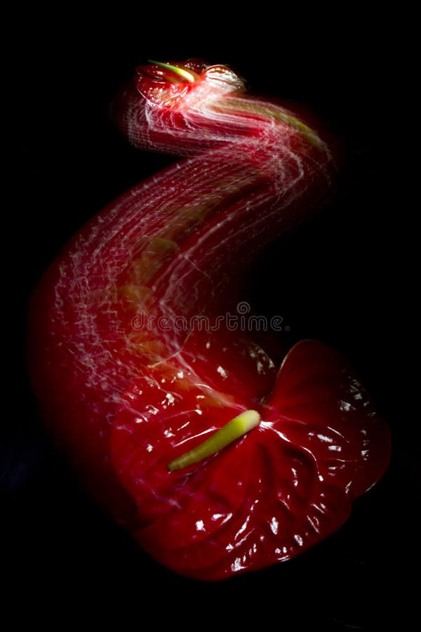 moving red anthurium flower with black background stock photo moving red anthurium flower with black background stock photo