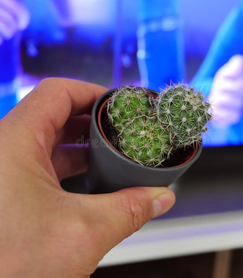 Antiradiation Small Cactus Plant, Cactus Plant beside Tv Stock Photo