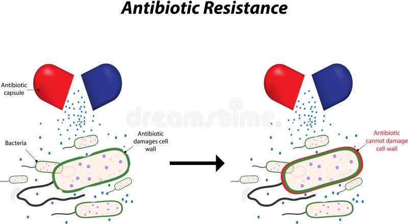 A diagram showing the propagation of antibiotic resistance. A diagram showing the propagation of antibiotic resistance