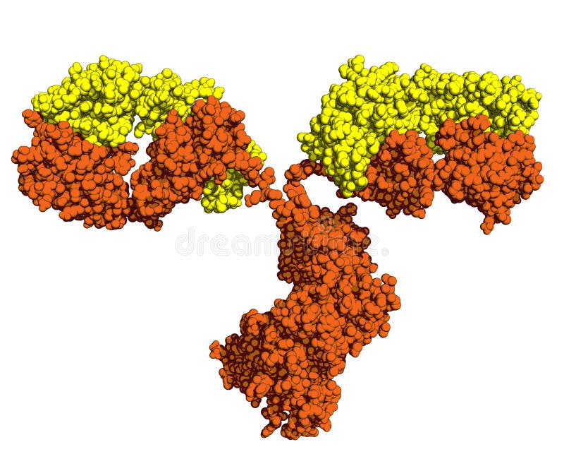 Antibody molecule