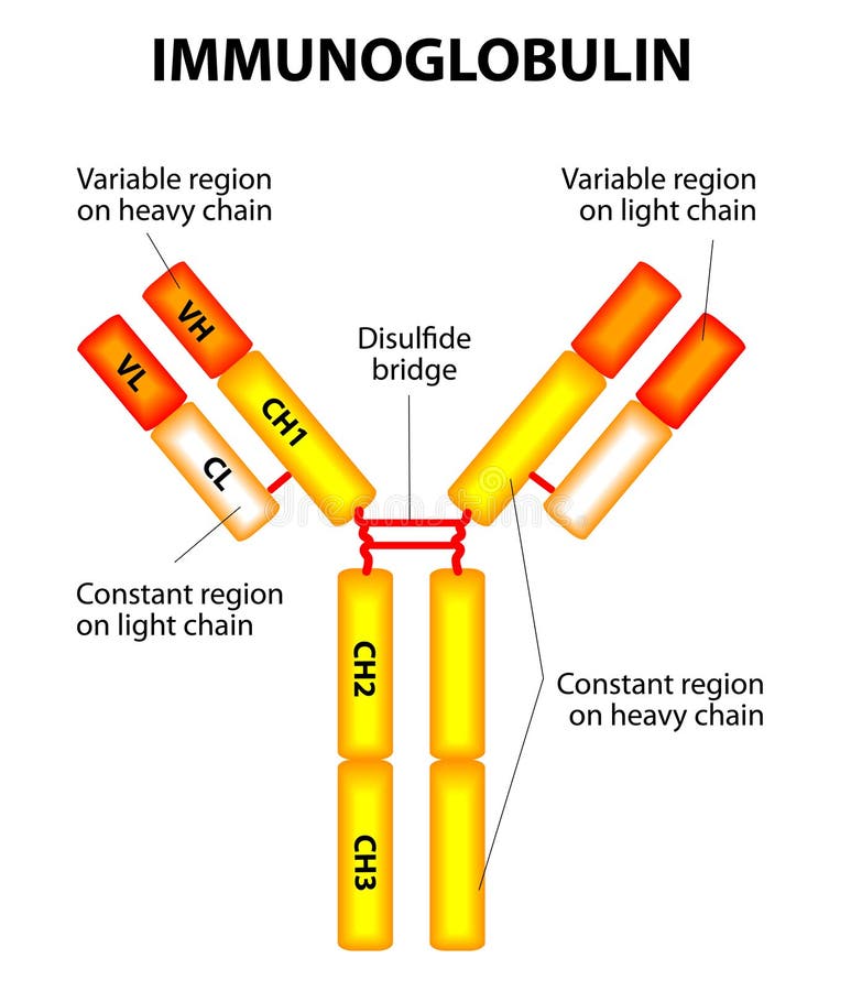 read the encyclopedia of molecular biology