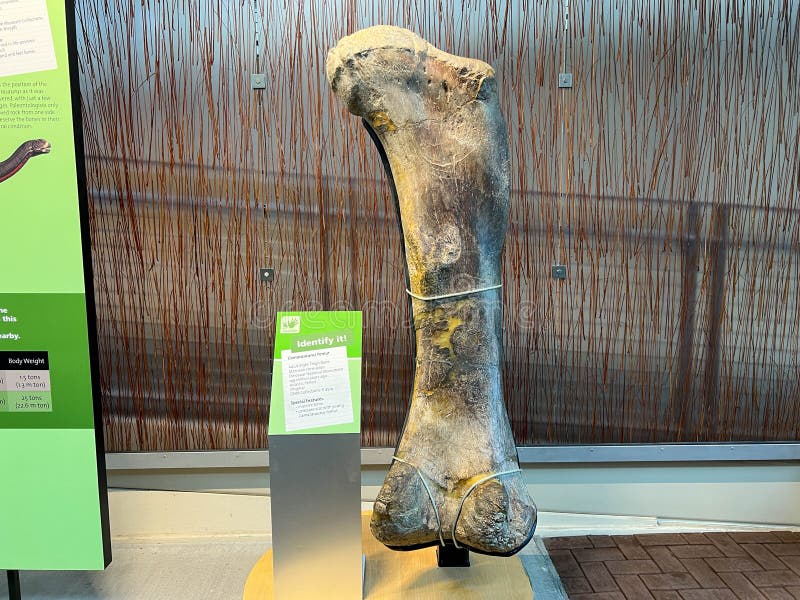 Vernal, UT USA - June 7, 2023: Ancient Dinosaur bones embedded in rock in an exhibit at Dinosaur National Monument near Vernal, UT. Vernal, UT USA - June 7, 2023: Ancient Dinosaur bones embedded in rock in an exhibit at Dinosaur National Monument near Vernal, UT