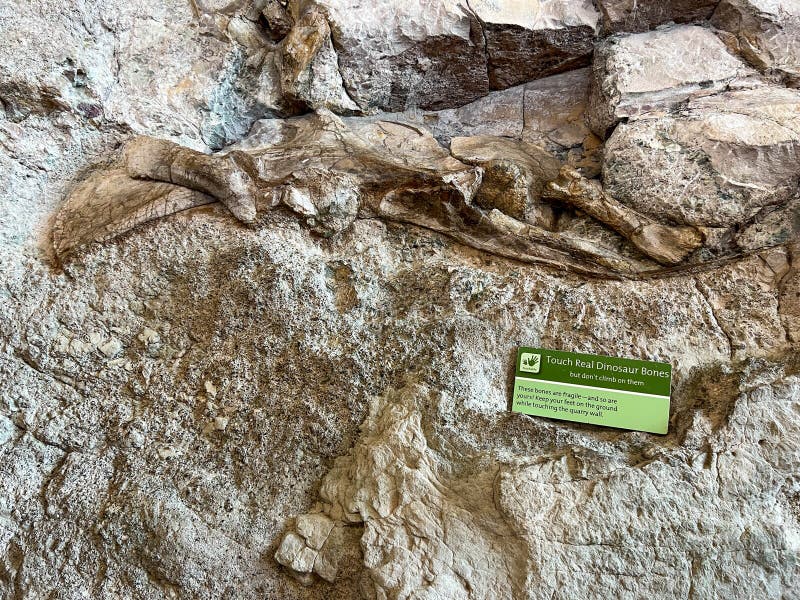 Vernal, UT USA - June 7, 2023: Ancient Dinosaur bones embedded in rock in an exhibit at Dinosaur National Monument near Vernal, UT. Vernal, UT USA - June 7, 2023: Ancient Dinosaur bones embedded in rock in an exhibit at Dinosaur National Monument near Vernal, UT