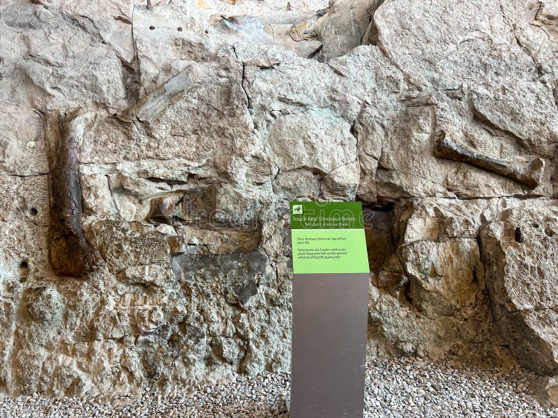 Vernal, UT USA - June 7, 2023: Ancient Dinosaur bones embedded in rock in an exhibit at Dinosaur National Monument near Vernal, UT. Vernal, UT USA - June 7, 2023: Ancient Dinosaur bones embedded in rock in an exhibit at Dinosaur National Monument near Vernal, UT