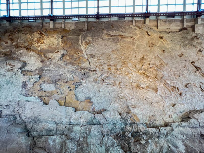 Vernal, UT USA - June 7, 2023: Ancient Dinosaur bones embedded in rock in an exhibit at Dinosaur National Monument near Vernal, UT. Vernal, UT USA - June 7, 2023: Ancient Dinosaur bones embedded in rock in an exhibit at Dinosaur National Monument near Vernal, UT