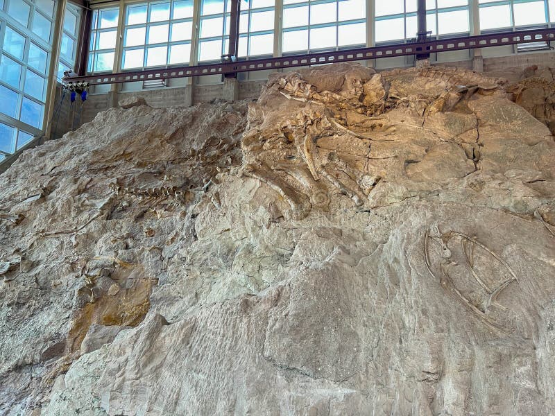 Vernal, UT USA - June 7, 2023: Ancient Dinosaur bones embedded in rock in an exhibit at Dinosaur National Monument near Vernal, UT. Vernal, UT USA - June 7, 2023: Ancient Dinosaur bones embedded in rock in an exhibit at Dinosaur National Monument near Vernal, UT