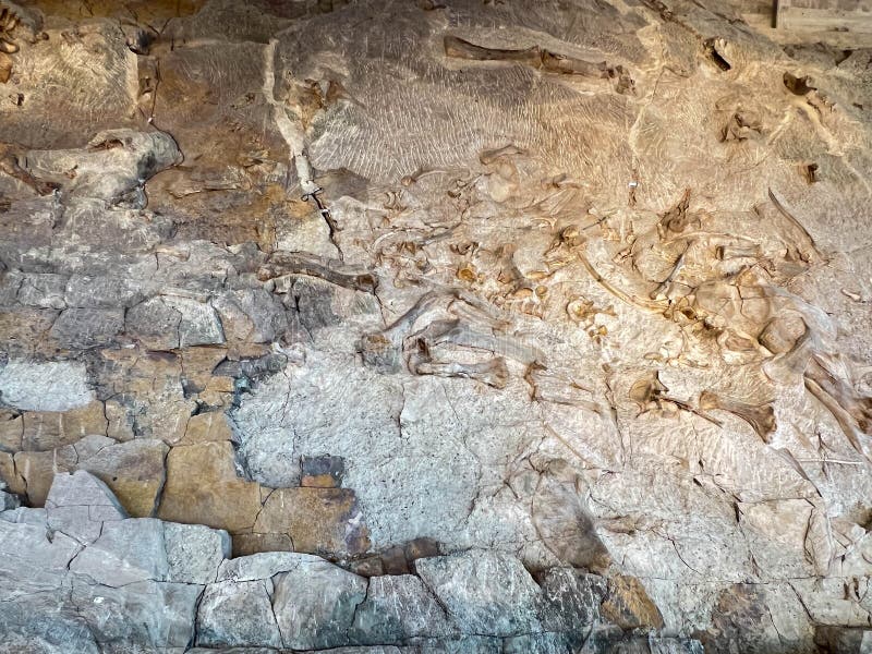 Vernal, UT USA - June 7, 2023: Ancient Dinosaur bones embedded in rock in an exhibit at Dinosaur National Monument near Vernal, UT. Vernal, UT USA - June 7, 2023: Ancient Dinosaur bones embedded in rock in an exhibit at Dinosaur National Monument near Vernal, UT