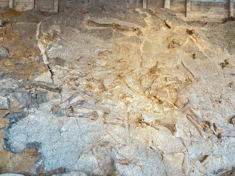 Vernal, UT USA - June 7, 2023: Ancient Dinosaur bones embedded in rock in an exhibit at Dinosaur National Monument near Vernal, UT. Vernal, UT USA - June 7, 2023: Ancient Dinosaur bones embedded in rock in an exhibit at Dinosaur National Monument near Vernal, UT