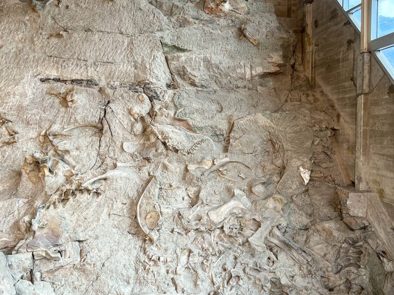 Vernal, UT USA - June 7, 2023: Ancient Dinosaur bones embedded in rock in an exhibit at Dinosaur National Monument near Vernal, UT. Vernal, UT USA - June 7, 2023: Ancient Dinosaur bones embedded in rock in an exhibit at Dinosaur National Monument near Vernal, UT