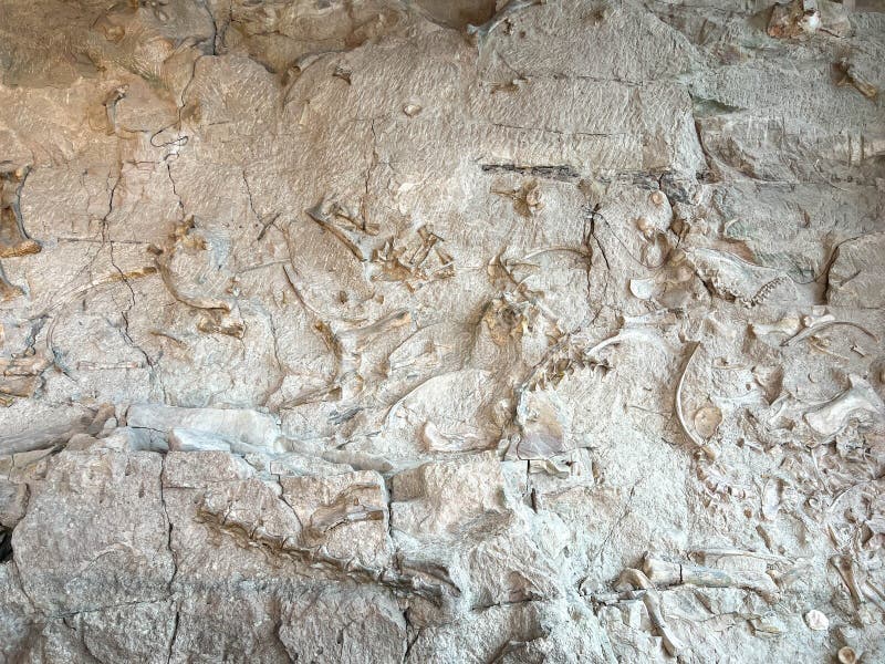 Vernal, UT USA - June 7, 2023: Ancient Dinosaur bones embedded in rock in an exhibit at Dinosaur National Monument near Vernal, UT. Vernal, UT USA - June 7, 2023: Ancient Dinosaur bones embedded in rock in an exhibit at Dinosaur National Monument near Vernal, UT