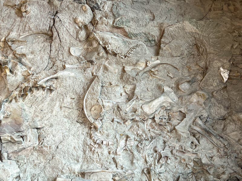 Vernal, UT USA - June 7, 2023: Ancient Dinosaur bones embedded in rock in an exhibit at Dinosaur National Monument near Vernal, UT. Vernal, UT USA - June 7, 2023: Ancient Dinosaur bones embedded in rock in an exhibit at Dinosaur National Monument near Vernal, UT